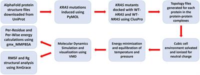 Structural modifications and kinetic effects of KRAS interactions with HRAS and NRAS: an in silico comparative analysis of KRAS mutants